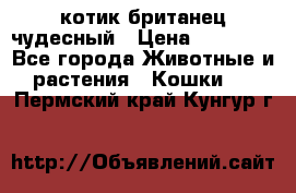 котик британец чудесный › Цена ­ 12 000 - Все города Животные и растения » Кошки   . Пермский край,Кунгур г.